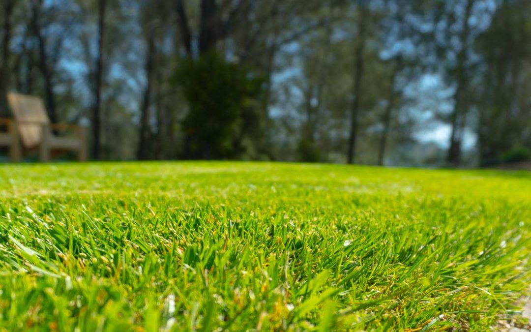 Choosing the Right Type of Sod for Your Climate